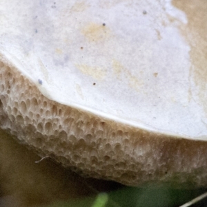 zz bolete at Cotter River, ACT - 18 May 2017 12:49 PM