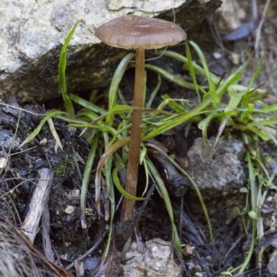 Oudemansiella gigaspora group (Rooting Shank) at Cotter River, ACT - 18 May 2017 by JudithRoach