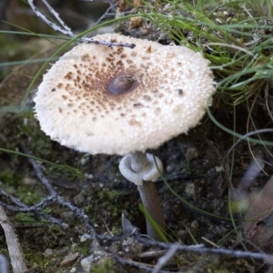 Macrolepiota sp. at Cotter River, ACT - 18 May 2017