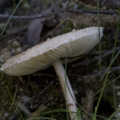 Macrolepiota sp. at Cotter River, ACT - 18 May 2017