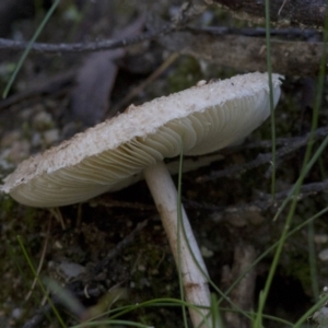 Macrolepiota sp. at Cotter River, ACT - 18 May 2017 12:57 PM