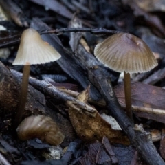 Mycena sp. ‘grey or grey-brown caps’ at Cotter River, ACT - 18 May 2017 by JudithRoach