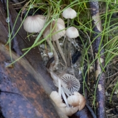 Mycena sp. ‘grey or grey-brown caps’ at Cotter River, ACT - 18 May 2017 by JudithRoach