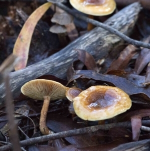 Pholiota sp. at Cotter River, ACT - 18 May 2017