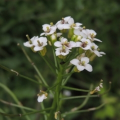 Rorippa sp. (A watercress) at Gigerline Nature Reserve - 27 Dec 2016 by michaelb