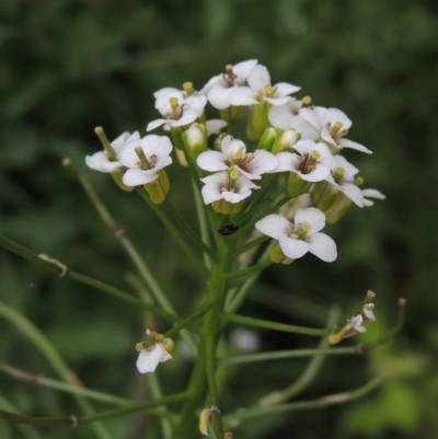 Rorippa sp. (A watercress) at Tennent, ACT - 27 Dec 2016 by MichaelBedingfield