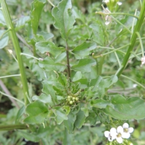 Rorippa sp. at Tennent, ACT - 27 Dec 2016