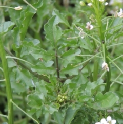 Rorippa sp. at Tennent, ACT - 27 Dec 2016