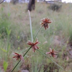 Cyperus lhotskyanus (A Sedge) at Gigerline Nature Reserve - 27 Dec 2016 by michaelb