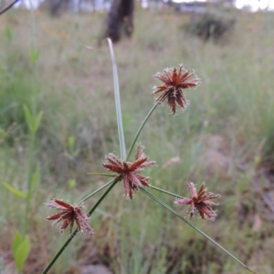 Cyperus lhotskyanus (A Sedge) at Tennent, ACT - 27 Dec 2016 by MichaelBedingfield