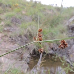 Cyperus lhotskyanus at Tennent, ACT - 27 Dec 2016