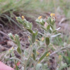 Pimelea curviflora (Curved Rice-flower) at Gigerline Nature Reserve - 27 Dec 2016 by michaelb