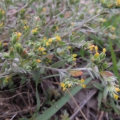 Pimelea curviflora at Tennent, ACT - 27 Dec 2016