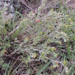 Pimelea curviflora at Tennent, ACT - 27 Dec 2016