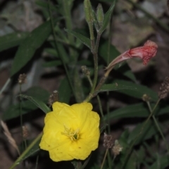 Oenothera stricta subsp. stricta (Common Evening Primrose) at Tennent, ACT - 27 Dec 2016 by michaelb