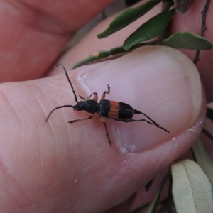 Obrida fascialis at Tharwa, ACT - 27 Dec 2016