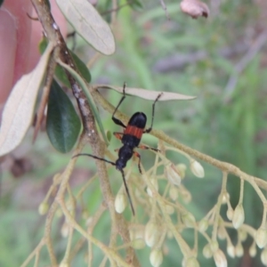 Obrida fascialis at Tharwa, ACT - 27 Dec 2016