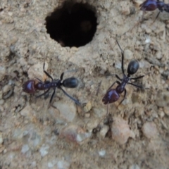 Iridomyrmex purpureus (Meat Ant) at Gigerline Nature Reserve - 27 Dec 2016 by michaelb