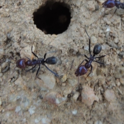 Iridomyrmex purpureus (Meat Ant) at Tennent, ACT - 27 Dec 2016 by MichaelBedingfield