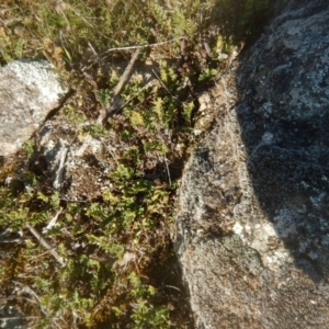 Cheilanthes distans at Symonston, ACT - 18 May 2017