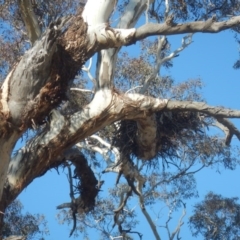 Aquila audax (Wedge-tailed Eagle) at Jerrabomberra, ACT - 18 May 2017 by MichaelMulvaney