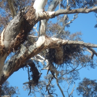 Aquila audax (Wedge-tailed Eagle) at Jerrabomberra, ACT - 18 May 2017 by MichaelMulvaney