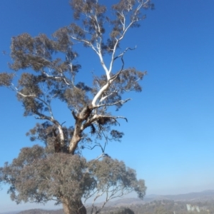 Aquila audax at Jerrabomberra, ACT - 18 May 2017 01:23 PM