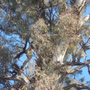 Aquila audax at Jerrabomberra, ACT - 18 May 2017 01:24 PM