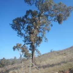 Aquila audax at Jerrabomberra, ACT - 18 May 2017 01:24 PM