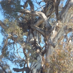 Aquila audax at Jerrabomberra, ACT - 18 May 2017 01:24 PM