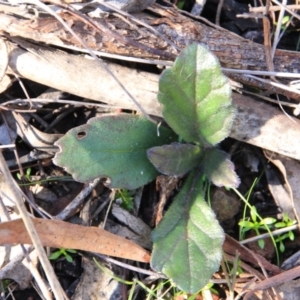 Ajuga australis at Canberra Central, ACT - 5 Aug 2016 11:44 AM