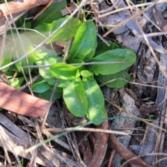 Hypochaeris radicata (Cat's Ear, Flatweed) at Canberra Central, ACT - 8 Aug 2016 by petersan