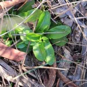 Hypochaeris radicata at Mount Majura - 9 Aug 2016