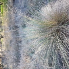 Poa labillardierei (Common Tussock Grass, River Tussock Grass) at Stromlo, ACT - 18 May 2017 by Maliyan