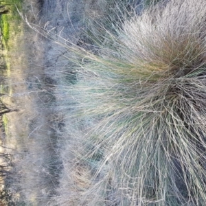 Poa labillardierei at Stromlo, ACT - 18 May 2017 03:09 PM