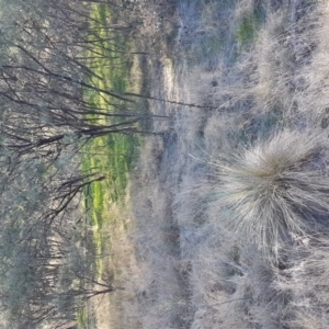 Poa labillardierei at Stromlo, ACT - 18 May 2017 03:09 PM