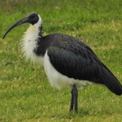 Threskiornis spinicollis (Straw-necked Ibis) at Narrabundah, ACT - 19 May 2017 by JohnBundock