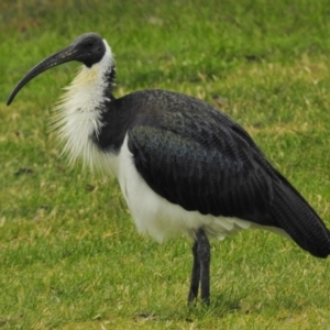 Threskiornis spinicollis at Narrabundah, ACT - 19 May 2017