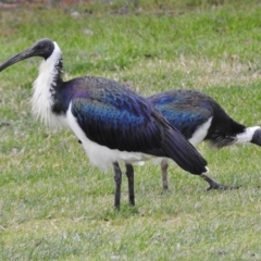 Threskiornis spinicollis at Narrabundah, ACT - 19 May 2017