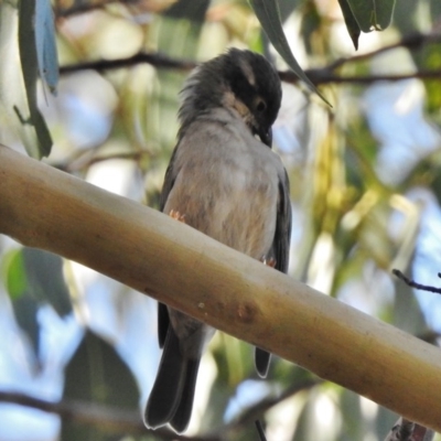 Melithreptus brevirostris (Brown-headed Honeyeater) at Namadgi National Park - 18 May 2017 by JohnBundock