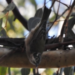 Melithreptus brevirostris at Tennent, ACT - 18 May 2017 10:41 AM