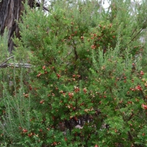 Acrothamnus hookeri at Bolaro, NSW - 8 Sep 2016