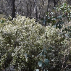 Acrothamnus hookeri at Bolaro, NSW - 8 Sep 2016