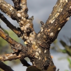 Phacelococcus bursaria (Blackthorn felted scale) at Urambi Hills - 24 Jan 2017 by michaelb