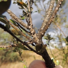 Phacelococcus bursaria at Kambah, ACT - 24 Jan 2017