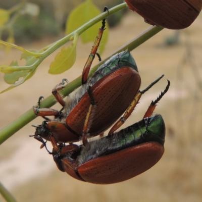 Anoplognathus brunnipennis (Green-tailed Christmas beetle) at Urambi Hills - 24 Jan 2017 by michaelb