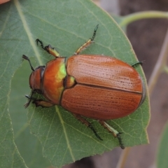 Anoplognathus brunnipennis at Urambi Hills - 24 Jan 2017