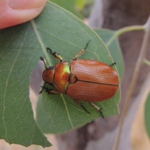 Anoplognathus brunnipennis at Urambi Hills - 24 Jan 2017