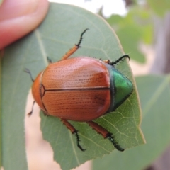 Anoplognathus brunnipennis at Urambi Hills - 24 Jan 2017