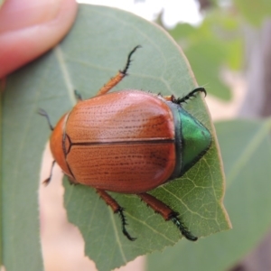 Anoplognathus brunnipennis at Urambi Hills - 24 Jan 2017